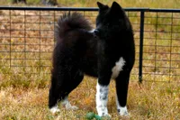 SRF3, a female Akita for sale in Anza, CA – Photo 1 of 10