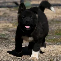 SRF3, a female Akita for sale in Anza, CA – Photo 10 of 10
