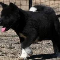 SRF3, a female Akita for sale in Anza, CA – Photo 1 of 10