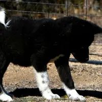 SRF3, a female Akita for sale in Anza, CA – Photo 4 of 10