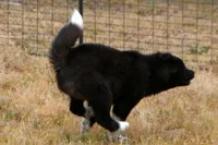 SRF3, a female Akita for sale in Anza, CA – Photo 6 of 10