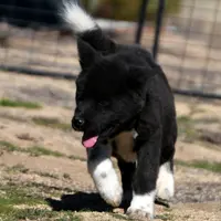 SRF3, a female Akita for sale in Anza, CA – Photo 9 of 10