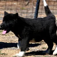SRF3, a female Akita for sale in Anza, CA – Photo 3 of 10