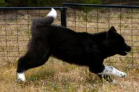 SRF3, a female Akita for sale in Anza, CA – Photo 7 of 10