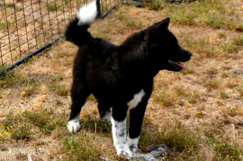 SRF3 – Akita puppy for sale in Anza, CA
