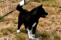 SRF3, a female Akita for sale in Anza, CA – Photo 5 of 10