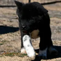 SRF3, a female Akita for sale in Anza, CA – Photo 8 of 10