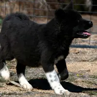 SRF3, a female Akita for sale in Anza, CA – Photo 7 of 10