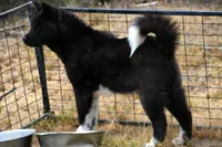 SRF3, a female Akita for sale in Anza, CA – Photo 3 of 10