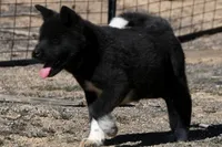 SRF3, a female Akita for sale in Anza, CA – Photo 10 of 10