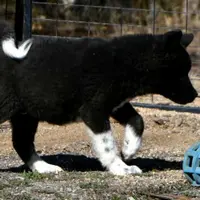 SRF3, a female Akita for sale in Anza, CA – Photo 2 of 10