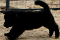 PKF1 HOLD, a female Akita for sale in Anza, CA – 4 of 10