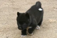 NTF4, a female Akita for sale in Anza, CA – 3 of 8