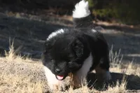 MKM2  LONG COAT, a male Akita for sale in Anza, CA – 4 of 6