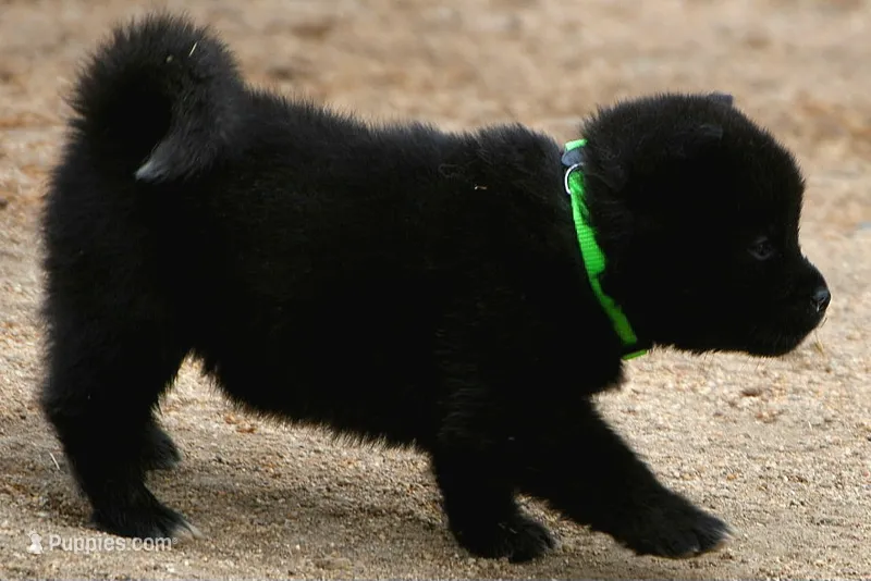 NTF1 – Akita puppy for sale in Anza, CA