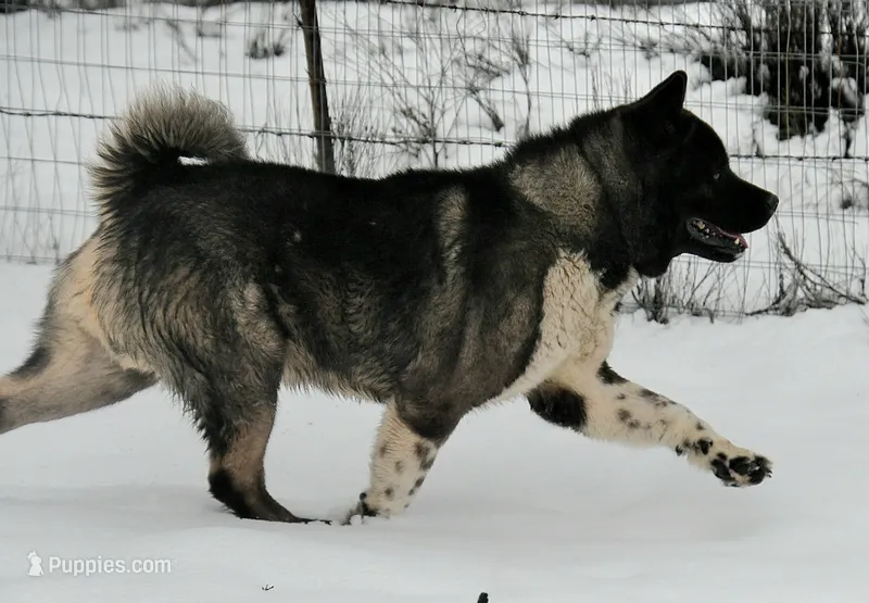 GLF2 – Akita puppy for sale in Anza, CA