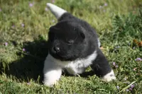 IHM3, a male Akita for sale in Anza, CA – Photo 4 of 4