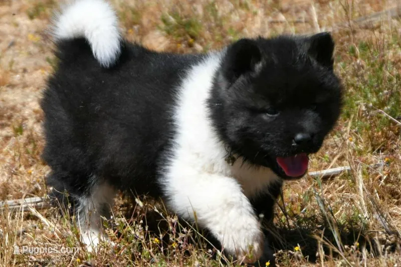 IHM3 – Akita puppy for sale in Anza, CA