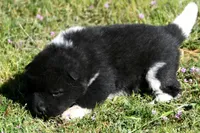 IHM3, a male Akita for sale in Anza, CA – Photo 3 of 4