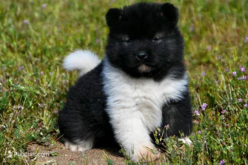 IHM3 – Akita puppy for sale in Anza, CA