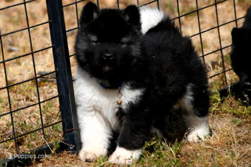IHM3 – Akita puppy for sale in Anza, CA