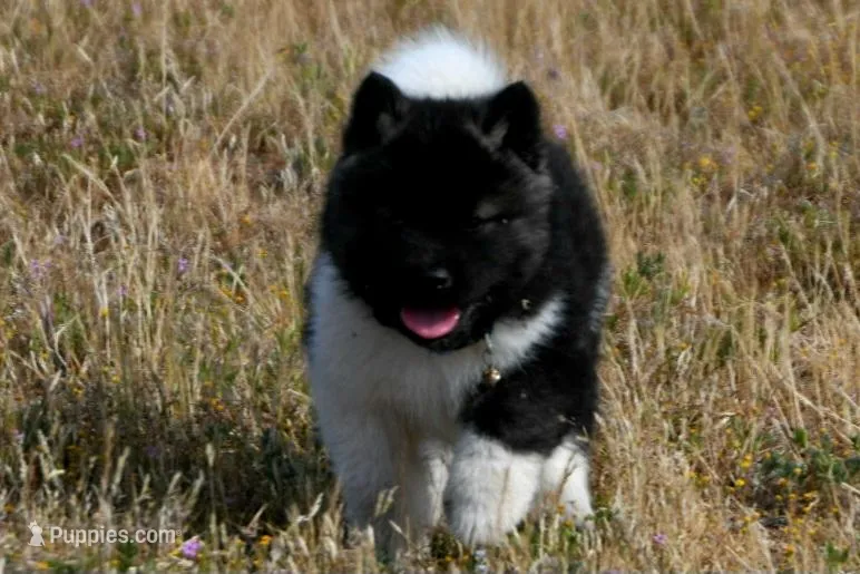 IHM3 – Akita puppy for sale in Anza, CA