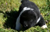 IHM3, a male Akita for sale in Anza, CA – Photo 2 of 4