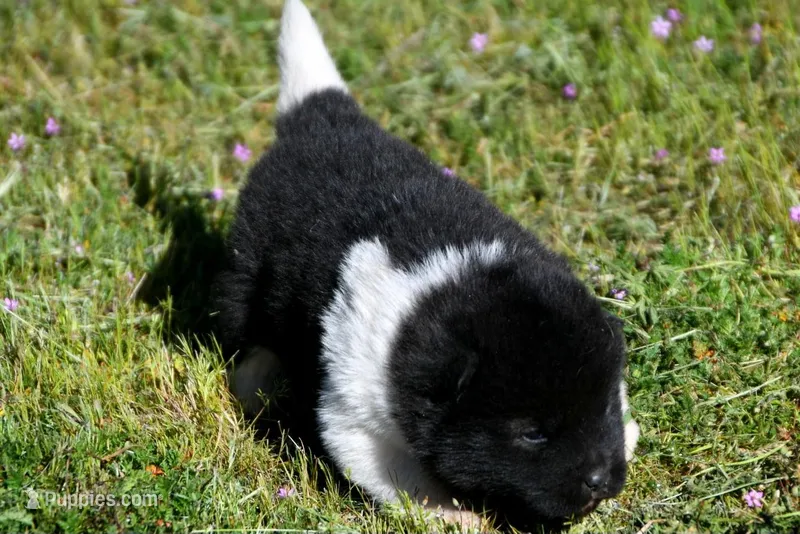 IHM3 – Akita puppy for sale in Anza, CA