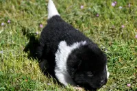 IHM3, a male Akita for sale in Anza, CA – Photo 1 of 4