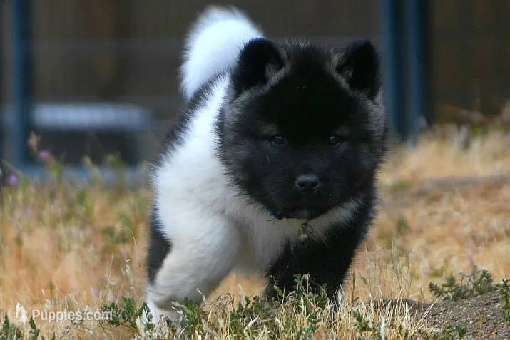 IHM3 – Akita puppy for sale in Anza, CA