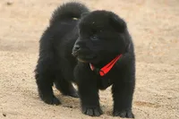 NTM0 SOLID JET BLACK, a male Akita for sale in Anza, CA – 2 of 5