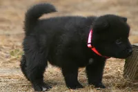 NTM1, a male Akita for sale in Anza, CA – 8 of 8