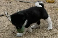 LFM1 HOLD, a male Akita for sale in Anza, CA – 6 of 7