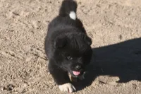 MKM1, a male Akita for sale in Anza, CA – 3 of 6