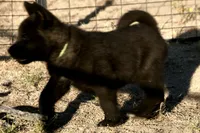 NTM1, a male Akita for sale in Anza, CA – 2 of 8