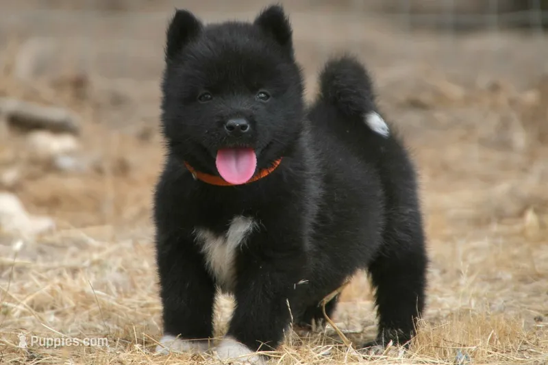 NTF3 – Akita puppy for sale in Anza, CA