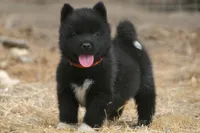 NTF3, a female Akita for sale in Anza, CA – 1 of 8