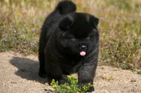 MOM0 HOLD, a male Akita for sale in Anza, CA – Photo 6 of 10