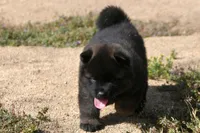 MOM0 HOLD, a male Akita for sale in Anza, CA – Photo 7 of 10