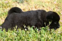 MOM0, a male Akita for sale in Anza, CA – Photo 8 of 10