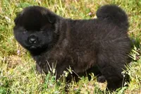 MOM0, a male Akita for sale in Anza, CA – Photo 6 of 10