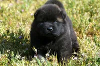 MOM0, a male Akita for sale in Anza, CA – Photo 3 of 10