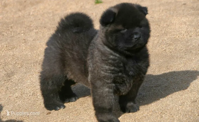 MOM0 – Akita puppy for sale in Anza, CA