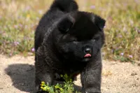MOM0 HOLD, a male Akita for sale in Anza, CA – Photo 9 of 10