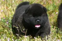 MOM0, a male Akita for sale in Anza, CA – Photo 2 of 10