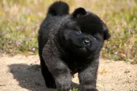 MOM0 HOLD, a male Akita for sale in Anza, CA – Photo 2 of 10