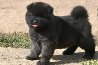 MOM0 HOLD, a male Akita for sale in Anza, CA – Photo 8 of 10