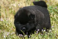 MOM0, a male Akita for sale in Anza, CA – Photo 4 of 10