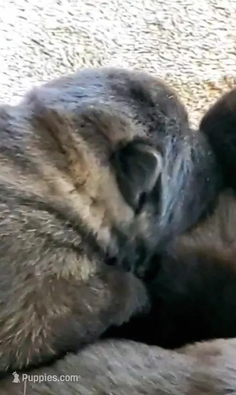 MOM1 – Akita puppy for sale in Anza, CA