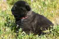 MOM0, a male Akita for sale in Anza, CA – Photo 7 of 10